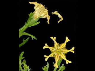 Son personas arranjo