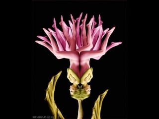 Son personas arranjo