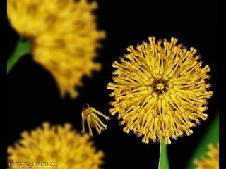 Son personas arranjo