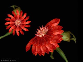 Son personas arranjo