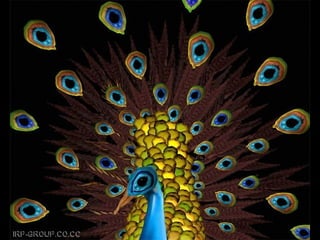 Son personas arranjo