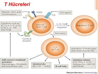 T Hücreleri
 