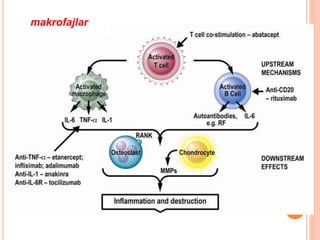 makrofajlar
 