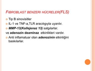 FIBROBLAST BENZERI HÜCRELER(FLS)
 Tip B sinovisitler
 IL-1 ve TNF-a,TLR aracılıgıyla uyarılır.
 MMP-13(Kollejenaz 13) salgılarlar.
ve adenozin deaminaz etkinlikleri vardır.
 Anti inflamatuar olan adenozinin etkinliğini
baskılarlar.
 