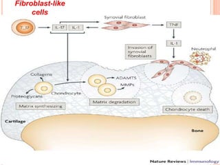 Fibroblast-like
cells
 