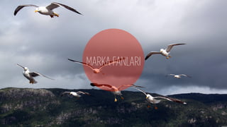 MARKA FANLARI
 