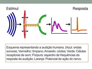 Esquema representando a audição humana. (Azul: ondas
sonoras; Vermelho: tímpano; Amarelo: cóclea; Verde: Células
receptoras de som; Púrpura: espectro de frequências da
resposta da audição; Laranja: Potencial de ação do nervo.

 