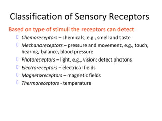 Classification of Sensory Receptors
Based on type of stimuli the receptors can detect
 Chemoreceptors – chemicals, e.g., smell and taste
 Mechanoreceptors – pressure and movement, e.g., touch,
hearing, balance, blood pressure
 Photoreceptors – light, e.g., vision; detect photons
 Electroreceptors – electrical fields
 Magnetoreceptors – magnetic fields
 Thermoreceptors - temperature
 