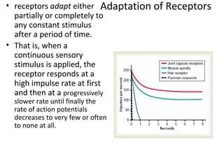 Adaptation of Receptors• receptors adapt either
partially or completely to
any constant stimulus
after a period of time.
• That is, when a
continuous sensory
stimulus is applied, the
receptor responds at a
high impulse rate at first
and then at a progressively
slower rate until finally the
rate of action potentials
decreases to very few or often
to none at all.
 