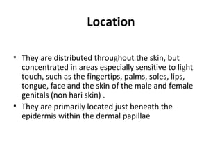 Location
• They are distributed throughout the skin, but
concentrated in areas especially sensitive to light
touch, such as the fingertips, palms, soles, lips,
tongue, face and the skin of the male and female
genitals (non hari skin) .
• They are primarily located just beneath the
epidermis within the dermal papillae
 
