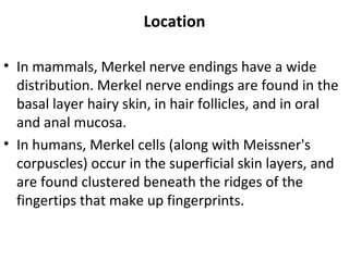 Location
• In mammals, Merkel nerve endings have a wide
distribution. Merkel nerve endings are found in the
basal layer hairy skin, in hair follicles, and in oral
and anal mucosa.
• In humans, Merkel cells (along with Meissner's
corpuscles) occur in the superficial skin layers, and
are found clustered beneath the ridges of the
fingertips that make up fingerprints.
 