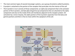 Sonsory receptors | PPT
