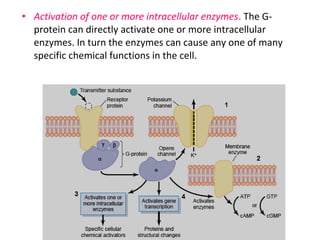 • Activation of one or more intracellular enzymes. The G-
protein can directly activate one or more intracellular
enzymes. In turn the enzymes can cause any one of many
specific chemical functions in the cell.
 