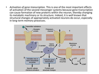 • Activation of gene transcription. This is one of the most important effects
of activation of the second messenger systems because gene transcription
can cause formation of new proteins within the neuron, thereby changing
its metabolic machinery or its structure. Indeed, it is well known that
structural changes of appropriately activated neurons do occur, especially
in long-term memory processes.
 
