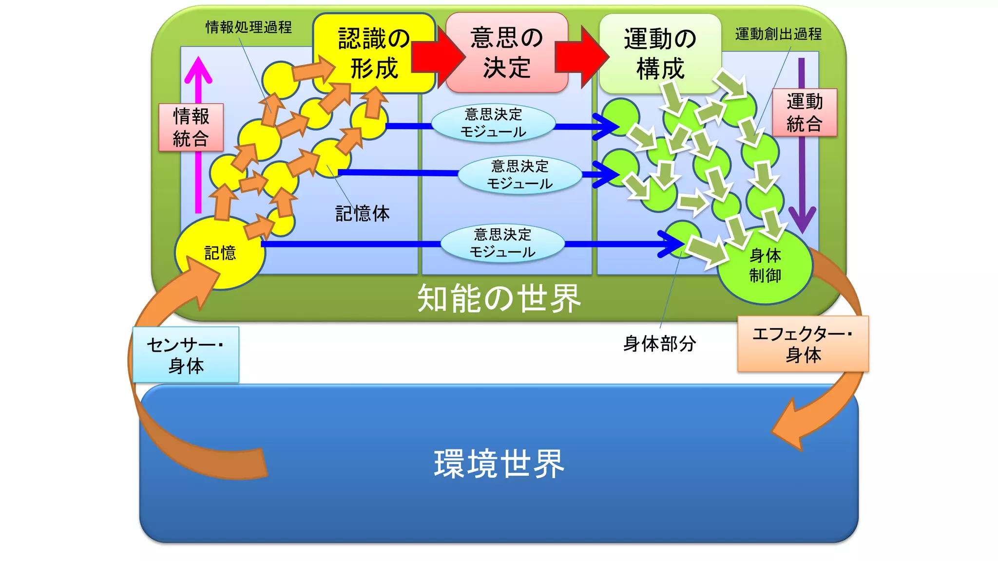 知能の世界
環境世界
認識の
形成
記憶
意思の
決定
身体
制御
エフェクター・
身体
運動の
構成
センサー・
身体
意思決定
モジュール
意思決定
モジュール
意思決定
モジュール
記憶体
情報処理過程 運動創出過程
身体部分
情報
統合
運動
統合
 