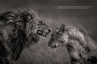 Mohammed Yousef, Kuwait, Shortlist, Professional Environment. The love
story between the lion and the lioness in Masai Mar...