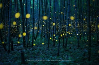 Kei Nomiyama, Japan, Shortlist, Open, Low Light. Fireflies blink in a beautiful bamboo forest
 