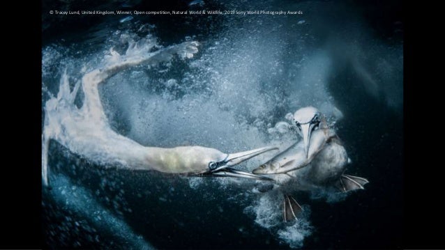 Sony World Photography Awards 2019: Open and National Winners (2-2)