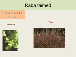 Samblad Soo Ja Rabataimed | PPT