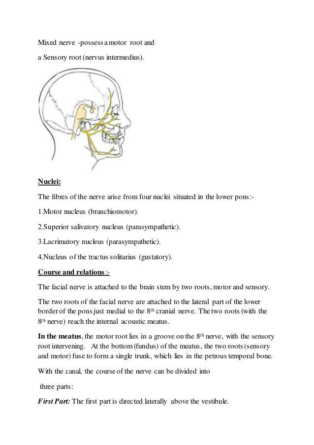blood supply and nerve supply to head and neck the two vertebral arteries fuse to form a large artery called the