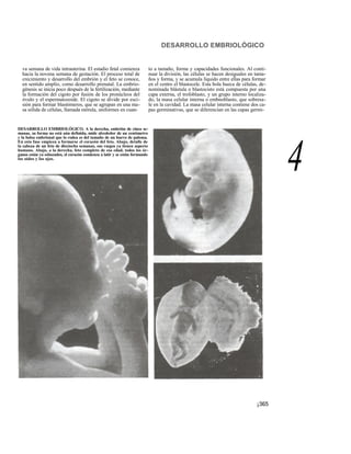 DESARROLLO EMBRIOLÓGICO
va semana de vida intrauterina. El estadio fetal comienza
hacia la novena semana de gestación. El proceso total de
crecimiento y desarrollo del embrión y el feto se conoce,
en sentido amplio, como desarrollo prenatal. La embrio-
génesis se inicia poco después de la fertilización, mediante
la formación del cigoto por fusión de los pronúcleos del
óvulo y el espermatozoide. El cigoto se divide por esci-
sión para formar blastómeros, que se agrupan en una ma-
sa sólida de células, llamada mórula, uniformes en cuan-
to a tamaño, forma y capacidades funcionales. Al conti-
nuar la división, las células se hacen desiguales en tama-
ños y forma, y se acumula líquido entre ellas para formar
en el centro el blastocele. Esta bola hueca de células, de-
nominada blástula o blastocisto está compuesta por una
capa externa, el trofoblasto, y un grupo interno localiza-
do, la masa celular interna o embnoblasto, que sobresa-
le en la cavidad. La masa celular interna contiene dos ca-
pas germinativas, que se diferencian en las capas germi-
DESARROLLO EMBRIOLÓGICO. A la derecha, embrión de cinco se-
manas, su forma no está aún definida, mide alrededor de un centímetro
y la bolsa embrional que lo rodea es del tamaño de un huevo de paloma.
En esta fase empieza a formarse el corazón del feto. Abajo, detalle de
la cabeza de un feto de dieciocho semanas, sus rasgos ya tienen aspecto
humano. Abajo, a la derecha, feto completo de esa edad, todos los ór-
ganos están ya esbozados, el corazón comienza a latir y se están formando
los oídos y los ojos.
4
¡365
 