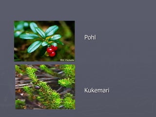 Pohl Kukemari 