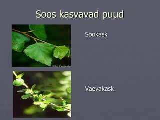 Soos kasvavad puud Sookask Vaevakask 