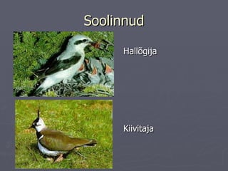 Soolinnud Hallõgija Kiivitaja 