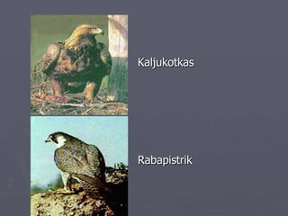 Kaljukotkas Rabapistrik 