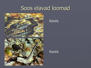 Soos elavad loomad Rästik Nastik 