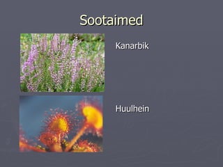 Sootaimed Kanarbik Huulhein 