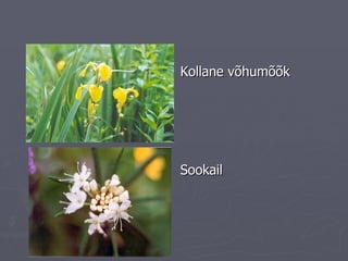 Kollane võhumõõk Sookail 