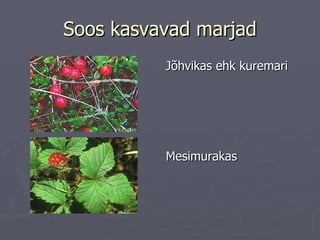 Soos kasvavad marjad Jõhvikas ehk kuremari Mesimurakas 