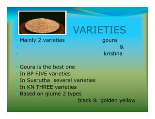 VARIETIES
Mainly 2 varieties goura

krishna
Goura is the best one
In BP FIVE varieties
In Susrutha several varieties
In KN THREE varieties
Based on glume 2 types
black  golden yellow
 