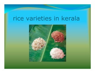 rice varieties in kerala
 