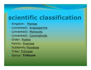 scientific classification
Kingdom: Plantae
(unranked): Angiosperms
(unranked): Monocots
(unranked): Commelinids
Order: Poales
Family: Poaceae
Subfamily:Pooideae
Tribe: Triticeae
Genus: Triticum
 