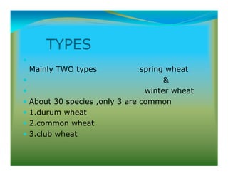 TYPES
Mainly TWO types :spring wheat

winter wheat
About 30 species ,only 3 are common
1.durum wheat
2.common wheat
3.club wheat
 