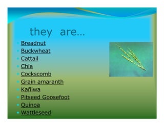 they are…
Breadnut
Buckwheat
Cattail
Chia
Cockscomb
Grain amaranth
Kañiwa
Pitseed Goosefoot
Quinoa
Wattleseed
 