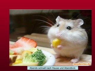 Abends schnell nach Hause und Abendbrot. 