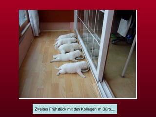 Zweites Frühstück mit den Kollegen im Büro.... 