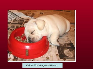 Kleines Vormittagsschläfchen.... 