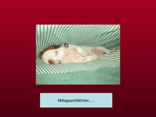 Mittagsschläfchen..... 
