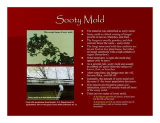 sootymold.pdf