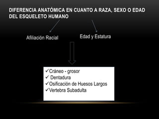 DIFERENCIA ANATÓMICA EN CUANTO A RAZA, SEXO O EDAD 
DEL ESQUELETO HUMANO 
Afiliación Racial Edad y Estatura 
Cráneo - grosor 
 Dentadura 
Osificación de Huesos Largos 
Vertebra Subadulta 
 