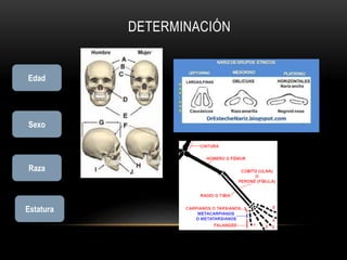 DETERMINACIÓN 
Edad 
Sexo 
Raza 
Estatura 
 