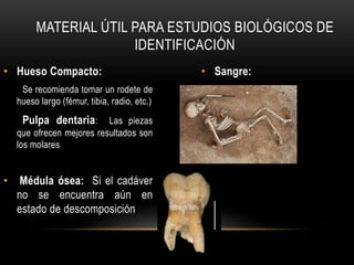 MATERIAL ÚTIL PARA ESTUDIOS BIOLÓGICOS DE 
IDENTIFICACIÓN 
• Hueso Compacto: 
Se recomienda tomar un rodete de 
hueso largo (fémur, tibia, radio, etc.) 
Pulpa dentaria: Las piezas 
que ofrecen mejores resultados son 
los molares 
• Médula ósea: Si el cadáver 
no se encuentra aún en 
estado de descomposición 
• Sangre: 
 