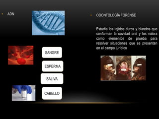 • ADN • ODONTOLOGÍA FORENSE 
Estudia los tejidos duros y blandos que 
conforman la cavidad oral y los valora 
como elementos de prueba para 
resolver situaciones que se presentan 
en el campo jurídico 
. 
SANGRE 
ESPERMA 
SALIVA 
CABELLO 
 