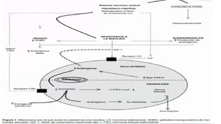 ALTERACIONES DE OPIODES