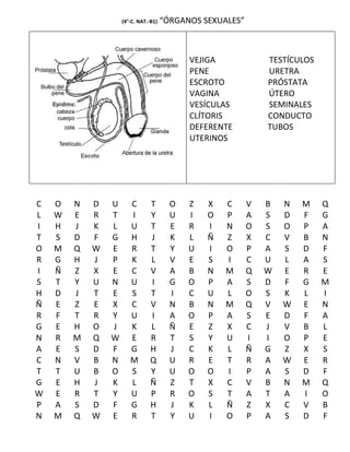 (4°-C. NAT.-B1)   “ÓRGANOS SEXUALES”



                                            VEJIGA             TESTÍCULOS
                                            PENE               URETRA
                                            ESCROTO            PRÓSTATA
                                            VAGINA             ÚTERO
                                            VESÍCULAS          SEMINALES
                                            CLÍTORIS           CONDUCTO
                                            DEFERENTE          TUBOS
                                            UTERINOS




C   O   N   D   U      C        T       O   Z   X   C      V   B   N   M    Q
L   W   E   R   T      I        Y       U   I   O   P      A   S   D   F    G
I   H   J   K   L      U        T       E   R   I   N      O   S   O   P    A
T   S   D   F   G      H        J       K   L   Ñ   Z      X   C   V   B    N
O   M   Q   W   E      R        T       Y   U   I   O      P   A   S   D    F
R   G   H   J   P      K        L       V   E   S   I      C   U   L   A    S
I   Ñ   Z   X   E      C        V       A   B   N   M      Q   W   E   R    E
S   T   Y   U   N      U        I       G   O   P   A      S   D   F   G    M
H   D   J   T   E      S        T       I   C   U   L      O   S   K   L    I
Ñ   E   Z   E   X      C        V       N   B   N   M      Q   V   W   E    N
R   F   T   R   Y      U        I       A   O   P   A      S   E   D   F    A
G   E   H   O   J      K        L       Ñ   E   Z   X      C   J   V   B    L
N   R   M   Q   W      E        R       T   S   Y   U      I   I   O   P    E
A   E   S   D   F      G        H       J   C   K   L      Ñ   G   Z   X    S
C   N   V   B   N      M        Q       U   R   E   T      R   A   W   E    R
T   T   U   B   O      S        Y       U   O   O   I      P   A   S   D    F
G   E   H   J   K      L        Ñ       Z   T   X   C      V   B   N   M    Q
W   E   R   T   Y      U        P       R   O   S   T      A   T   A   I    O
P   A   S   D   F      G        H       J   K   L   Ñ      Z   X   C   V    B
N   M   Q   W   E      R        T       Y   U   I   O      P   A   S   D    F
 