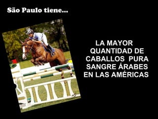 LA MAYOR QUANTIDAD DE CABALLOS  PURA SANGRE ÁRABES EN LAS AMÉRICAS   São Paulo tiene... 